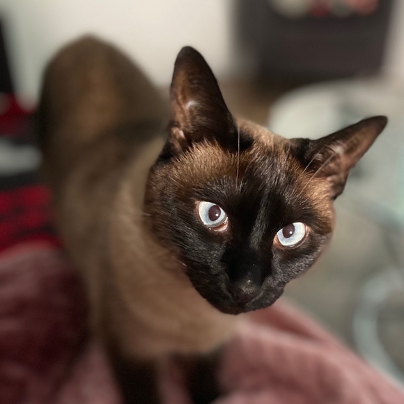 Meet your Posher, Bee - Picture 2 of 2